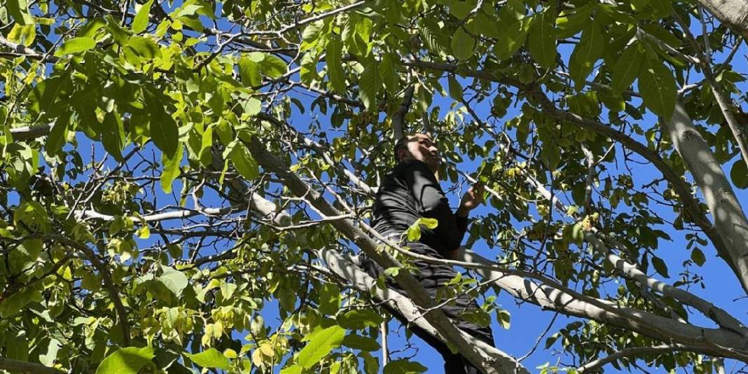 Kimi dallara çıkıyor, kimi uzun sırıklarla topluyor! Hummalı çalışma başladı: Kilosu 350 TL’den satılıyor 2